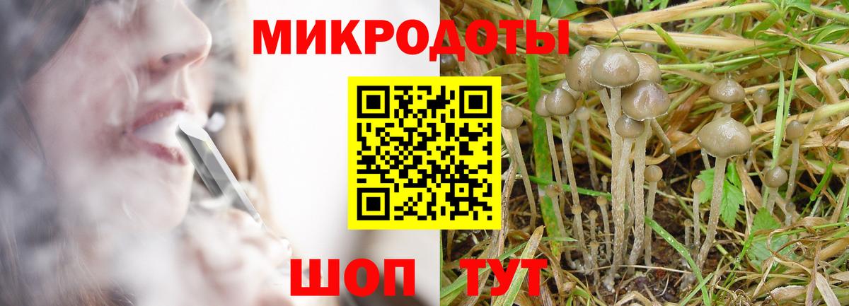 Псилоцибиновые грибы Psilocybe Тамбов
